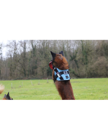 harnais neo cam I dog avec fixateur de caméra