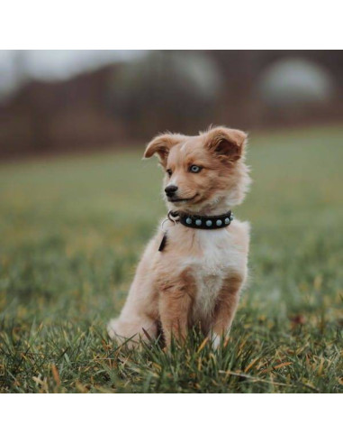 Collier pour chien noir et bleu - Collier Modica